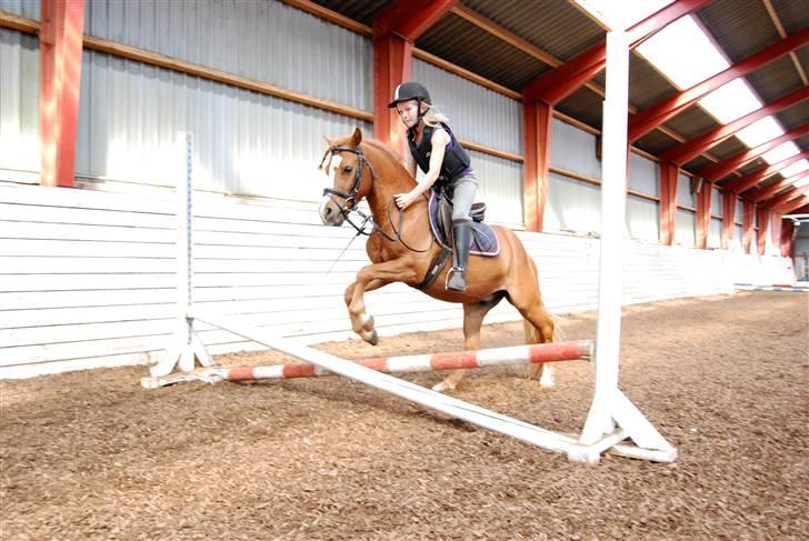 Anden særlig race Mackie billede 11