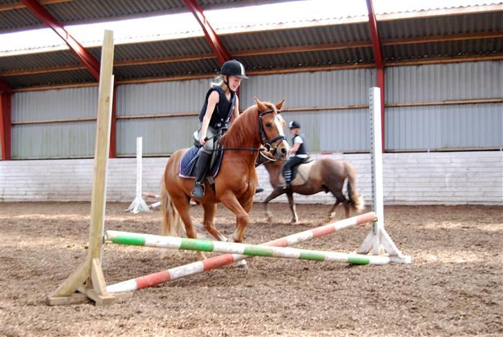 Anden særlig race Mackie billede 12