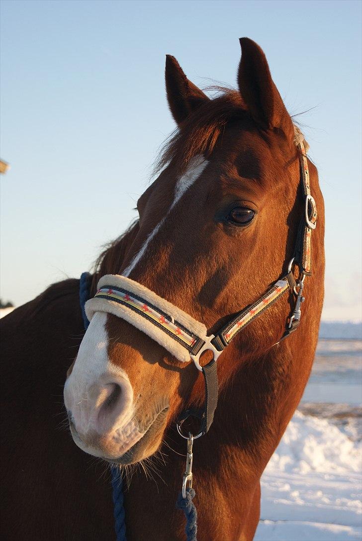 Dansk Varmblod Lance Calidos - Velkommen:)   "Horses can´t talk,  but they can speak if you listen." billede 1