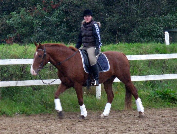 Dansk Varmblod Lance Calidos - Calidos og jeg til eksamen hos Susan Kjærgård. "Feeling down? Saddle up, It is the only cure." billede 2