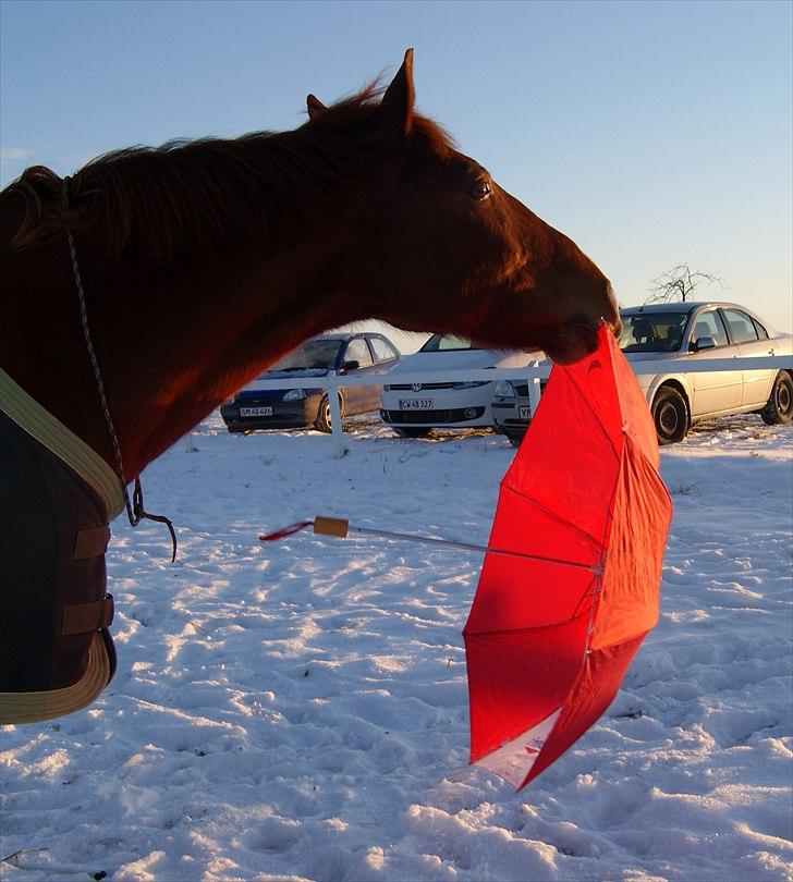 Dansk Varmblod Lance Calidos - Calle leger med paraplyen:)  “Show me your horse and I will tell you what you are.” - English Proverb billede 4