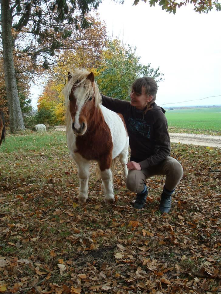Shetlænder Skovgaardens Findus - En dag i skoven:D Foto: Sara Møller billede 4