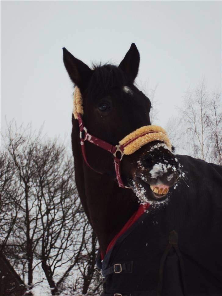 Holstener Landuc B - Duggi - Se mor! Jeg smiler til kameraet! :D [Foto:NKR-Fotos] billede 14