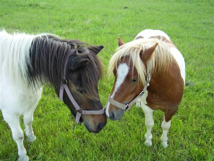 Shetlænder Skovgaardens Findus billede 5