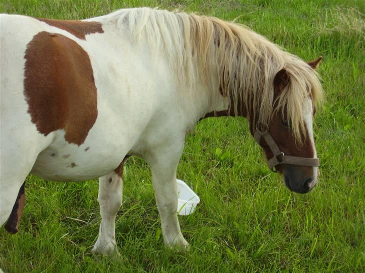 Shetlænder Skovgaardens Findus billede 6