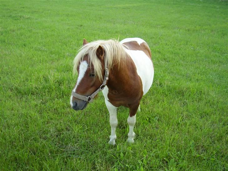 Shetlænder Skovgaardens Findus billede 7