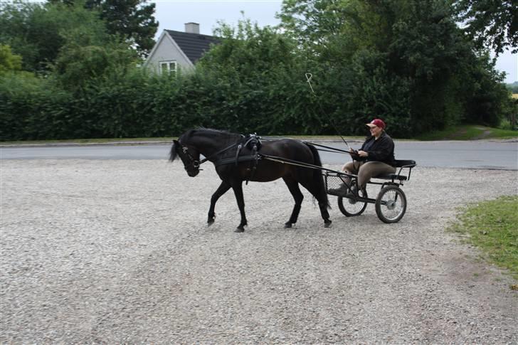 Dartmoor Anc-Neu Duo billede 7