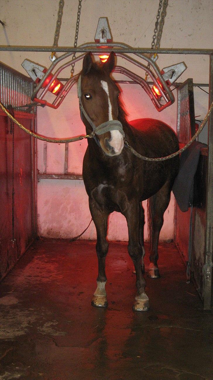 Dansk Varmblod Lance Calidos - Han første gang i solarium :) Endnu en ting han tager uden at lade sig påirke :D  "The wagon rests in winter, the sleigh in summer, the horse never." - Yiddish Proverb billede 5