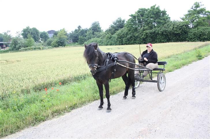 Dartmoor Anc-Neu Duo billede 8