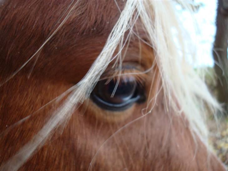 Shetlænder Skovgaardens Findus - Fordi man har stil:D Foto: Sara Møller billede 8
