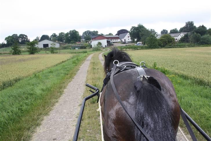 Dartmoor Anc-Neu Duo billede 9