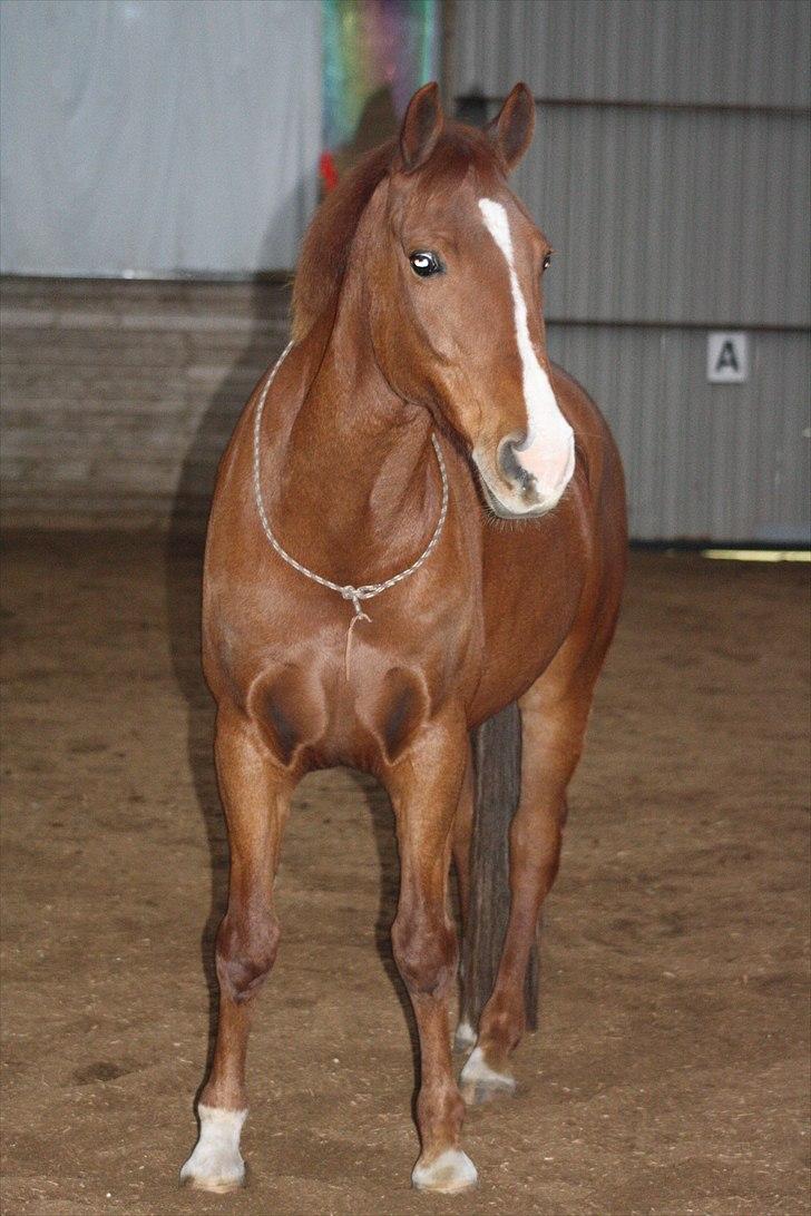 Dansk Varmblod Lance Calidos - Every night, when I´m alone, I reach for the stars. But when I´m with you, I can almost touch them! billede 6