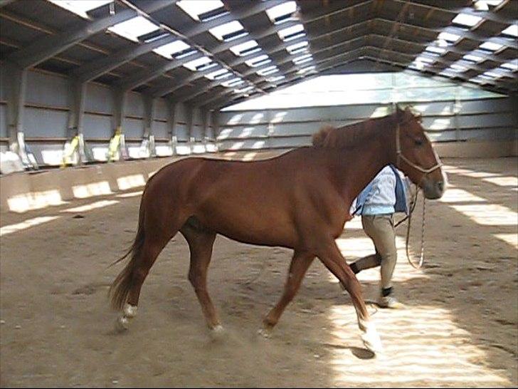 Dansk Varmblod Lance Calidos - Vores træning foråret 2010! :)   "A lovely horse is always an experience.... It is an emotional experience of the kind that is spoiled by words." - Beryl Markham billede 10