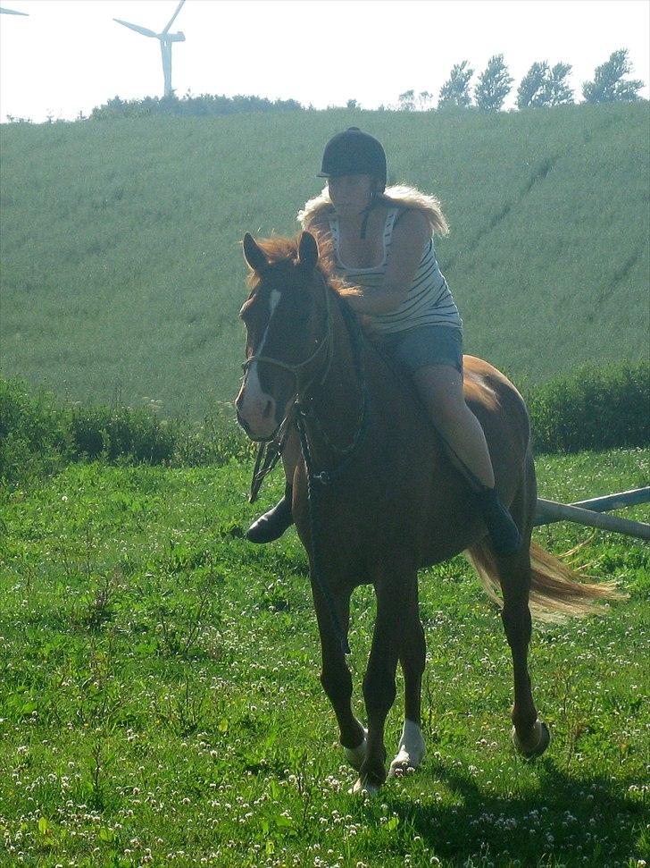 Dansk Varmblod Lance Calidos - Calle og jeg på springbanen uden sadel en sommerdag:) "Jeg ser ham hver dag, men hver gang jeg ser ham er det som første gang." billede 12