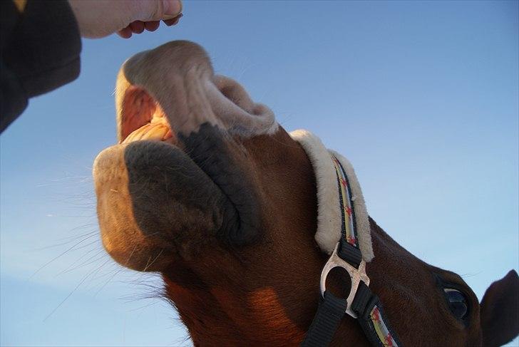 Dansk Varmblod Lance Calidos - Calle angriber paraplyen;) - Ej, han bider i den for at forsøge at samle den op;) "A horse doesn´t care how much you know, until he knows how much you care." - Pat Parelli billede 13