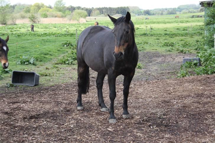 Dansk Varmblod Stella billede 1
