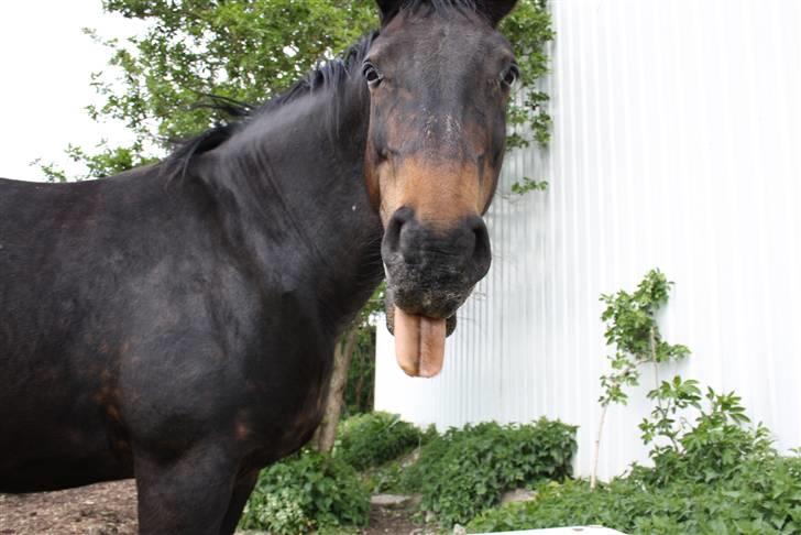 Dansk Varmblod Stella billede 2