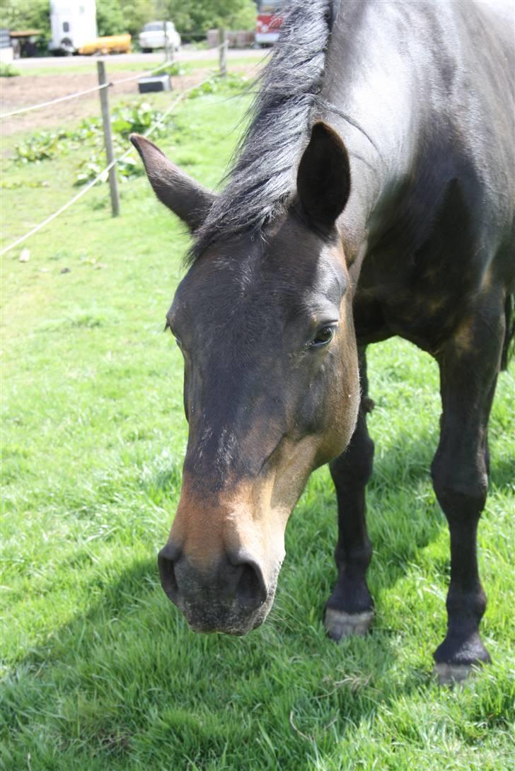 Dansk Varmblod Stella billede 3