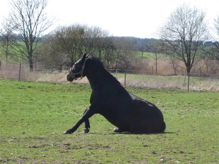 Dansk Varmblod Stella - lidt tung bag i.... billede 4