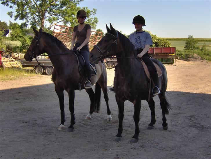 Dansk Varmblod Stella billede 5