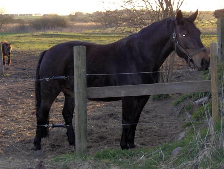 Dansk Varmblod Stella billede 6
