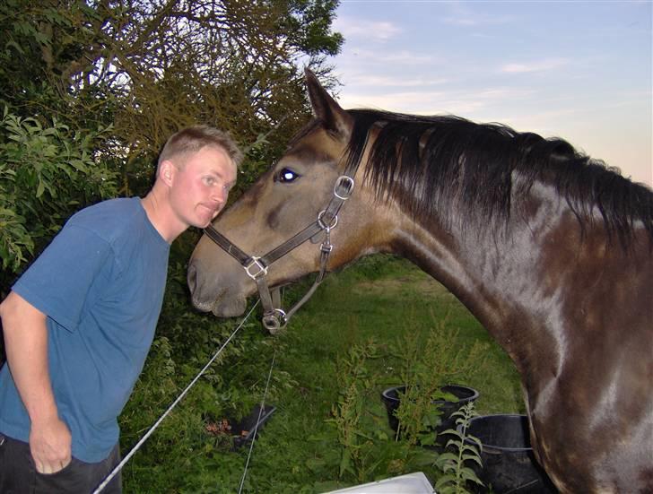 Dansk Varmblod Stella - Jonas og Stella billede 7