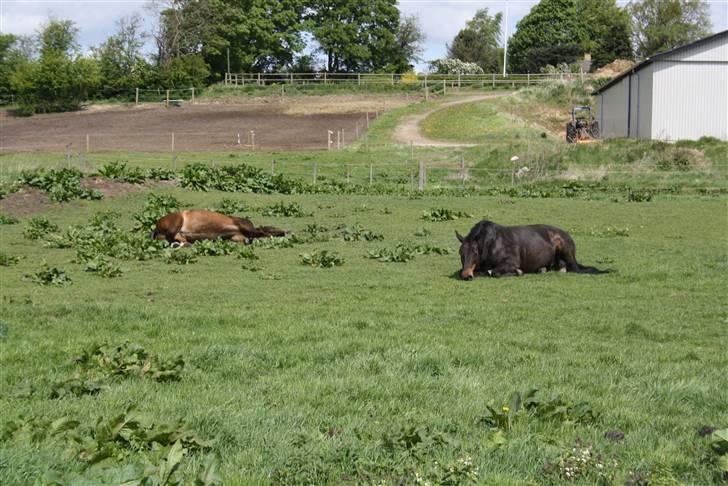 Dansk Varmblod Stella - Stella og Riche tager sig en lille "morfar" billede 8