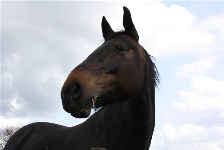 Dansk Varmblod Stella billede 9