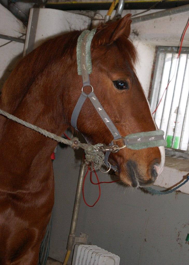 Dansk Varmblod Lance Calidos - "To understand the soul of a horse is the closest we humans can come to knowing perfection." billede 17