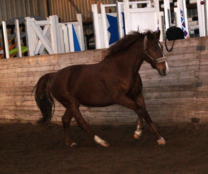 Dansk Varmblod Lance Calidos - Calle nyder solstrålerne 2. juledag 2010:) “A horse is the projection of peoples´ dreams about themselves - strong, powerful, beautiful - and it has the capability of giving us escape from our mundane existence.” - Pam Brown billede 18