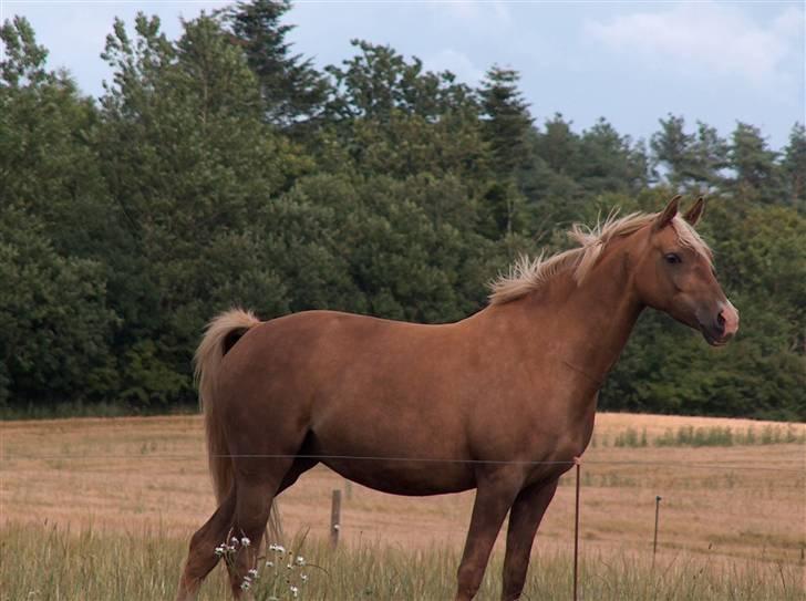 Tysk Sportspony Goldy - Min smukke prinsesse<3 billede 6