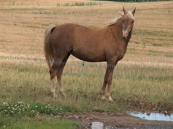 Tysk Sportspony Goldy - min dejlige skat<33 billede 7