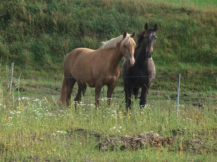 Tysk Sportspony Goldy - Det her er min bedste ven som hedder prinsessen<3 billede 8