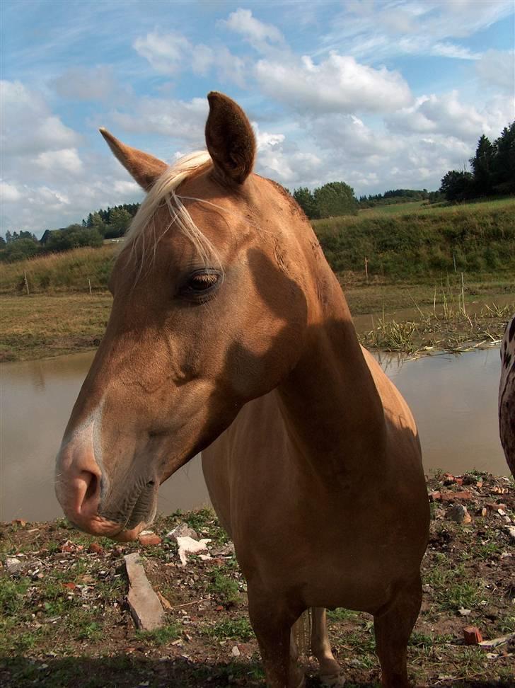 Tysk Sportspony Goldy - Her er min smukke hovde<3 billede 9