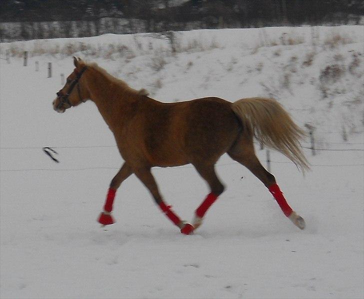 Tysk Sportspony Goldy - Hvad kan man sige andet end smukheden slev;)<3 billede 10