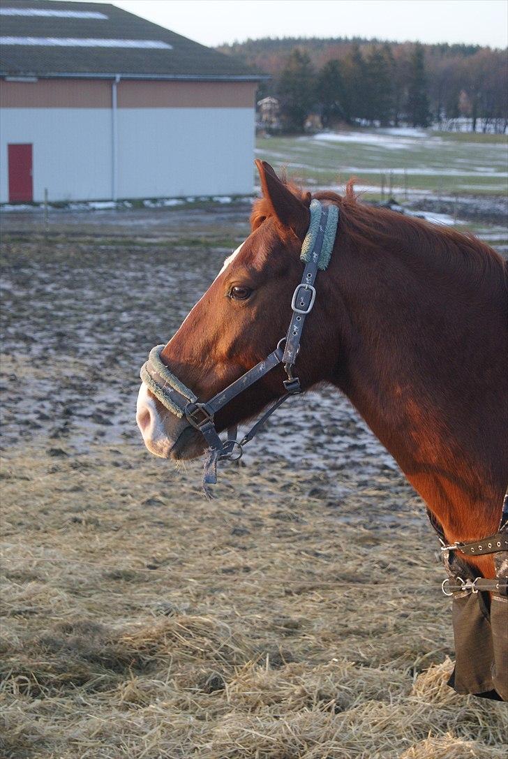 Dansk Varmblod Lance Calidos - Så smutter vi igen :) see ya! :D "A horse without a rider is still a horse. But rider without a horse is just a human." billede 20