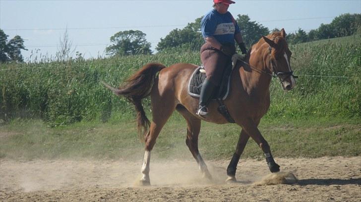 Anden særlig race Shakira - Og så afslutter vi den smukke elegante schenkelvigning.  "No hour of life i wasted, that is spent in the saddle." -Winston Churchill billede 10