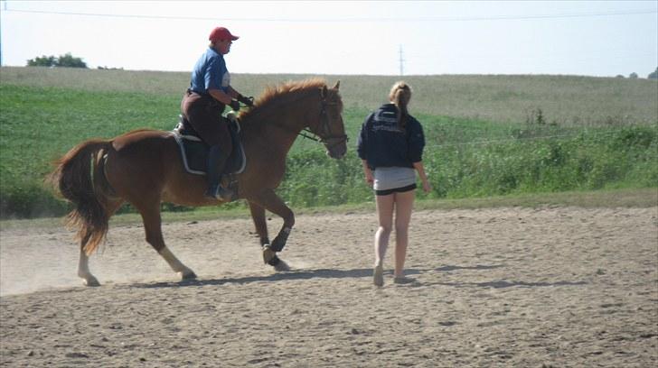 Anden særlig race Shakira - Galop galop. Der er ved at være mere gang i hende:)  "Hvor voldelig handling tager fat, der standser kunsten brat." - Ukendt billede 11