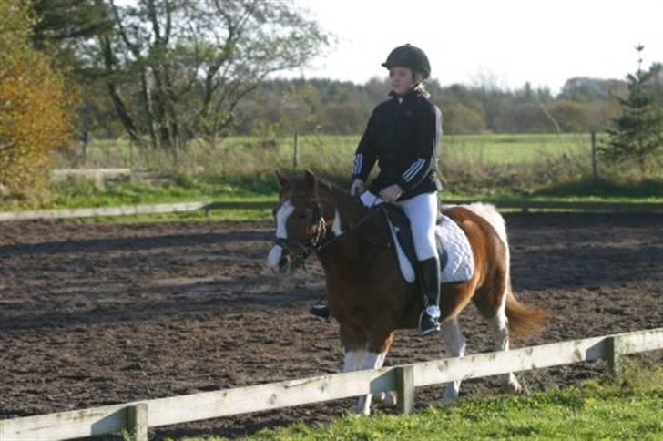 Pinto sweety MINBEDSTEVEN - 12.  Er jeg ikk´ dejlig<3 billede 12