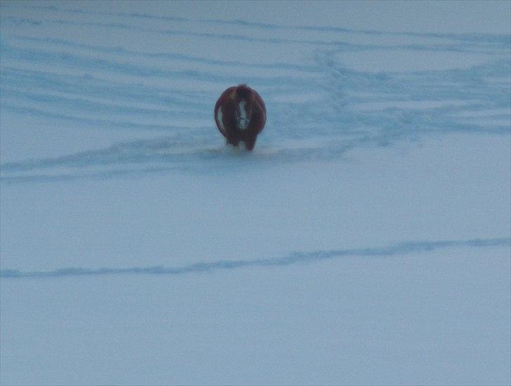 Pinto sweety MINBEDSTEVEN - 13.  Bedste venner<3 billede 13