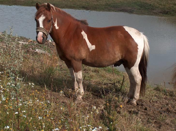 Pinto sweety MINBEDSTEVEN - 14.  Min skat<3 billede 14