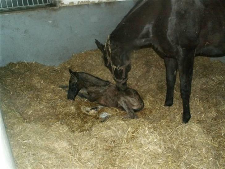 Welsh Partbred (Sec F) Stillebækkens Dayton - nyfødt og stadig våd billede 1