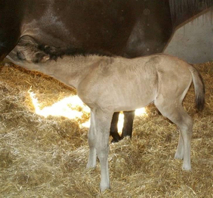 Welsh Partbred (Sec F) Stillebækkens Dayton - næste morgen er han tør også i halsen billede 2