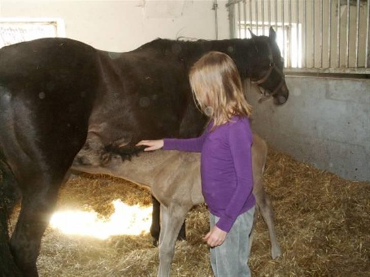 Welsh Partbred (Sec F) Stillebækkens Dayton - han har været i barnehænder fra start billede 3