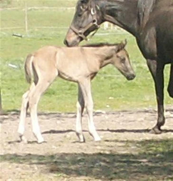 Welsh Partbred (Sec F) Stillebækkens Dayton - ude med mor for første gang billede 4