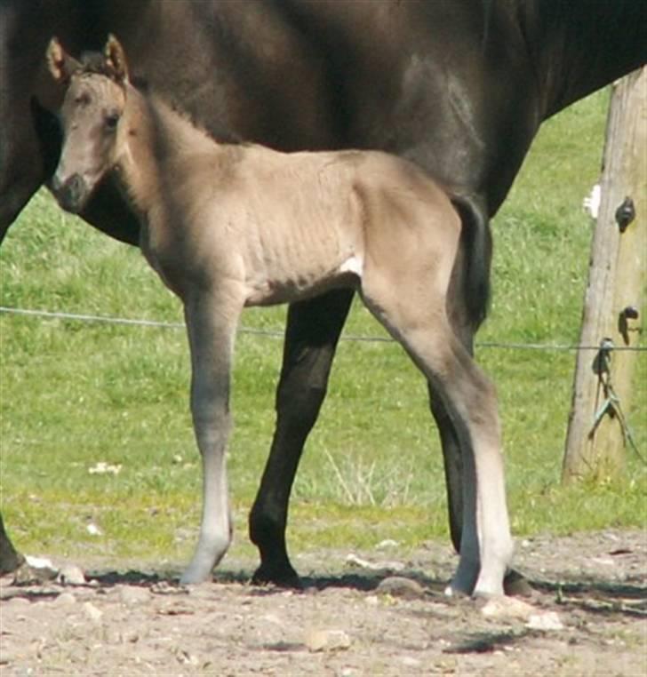 Welsh Partbred (Sec F) Stillebækkens Dayton - fint sadelleje billede 5