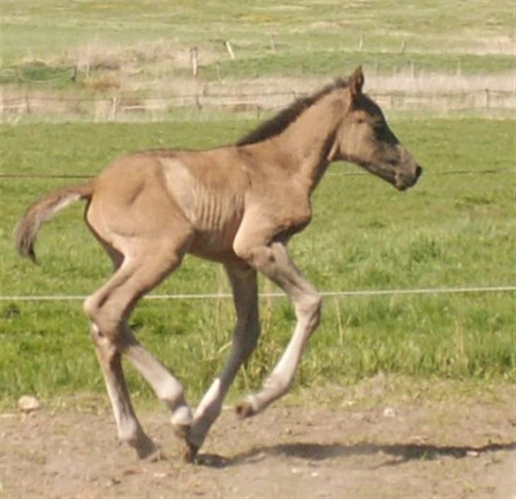 Welsh Partbred (Sec F) Stillebækkens Dayton - fuldblodsracer billede 6