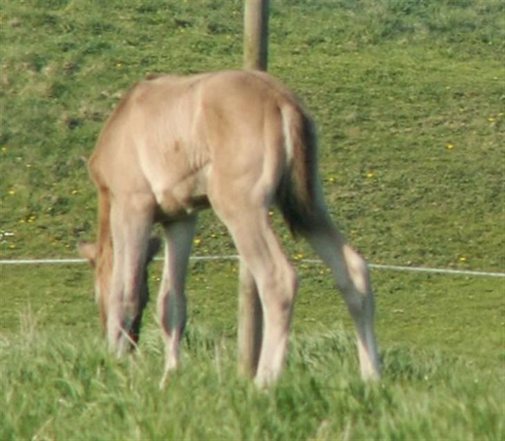 Welsh Partbred (Sec F) Stillebækkens Dayton - 3 dage gammel æder som en Dornik billede 7