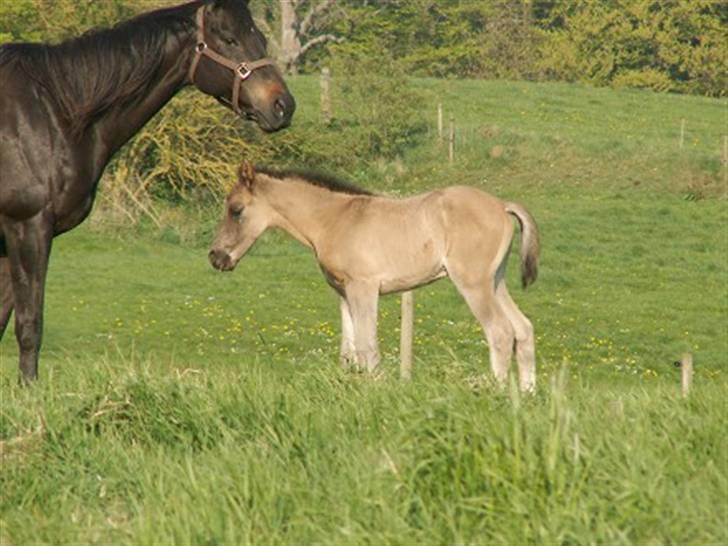 Welsh Partbred (Sec F) Stillebækkens Dayton - kraftigt føl 29.04.2009 billede 8