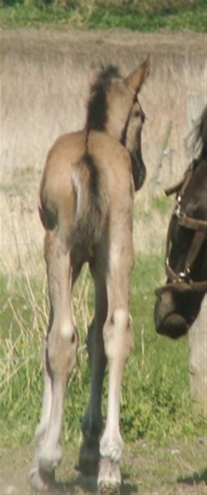 Welsh Partbred (Sec F) Stillebækkens Dayton - tydelig ål som fortsætter gennem man og hale billede 9